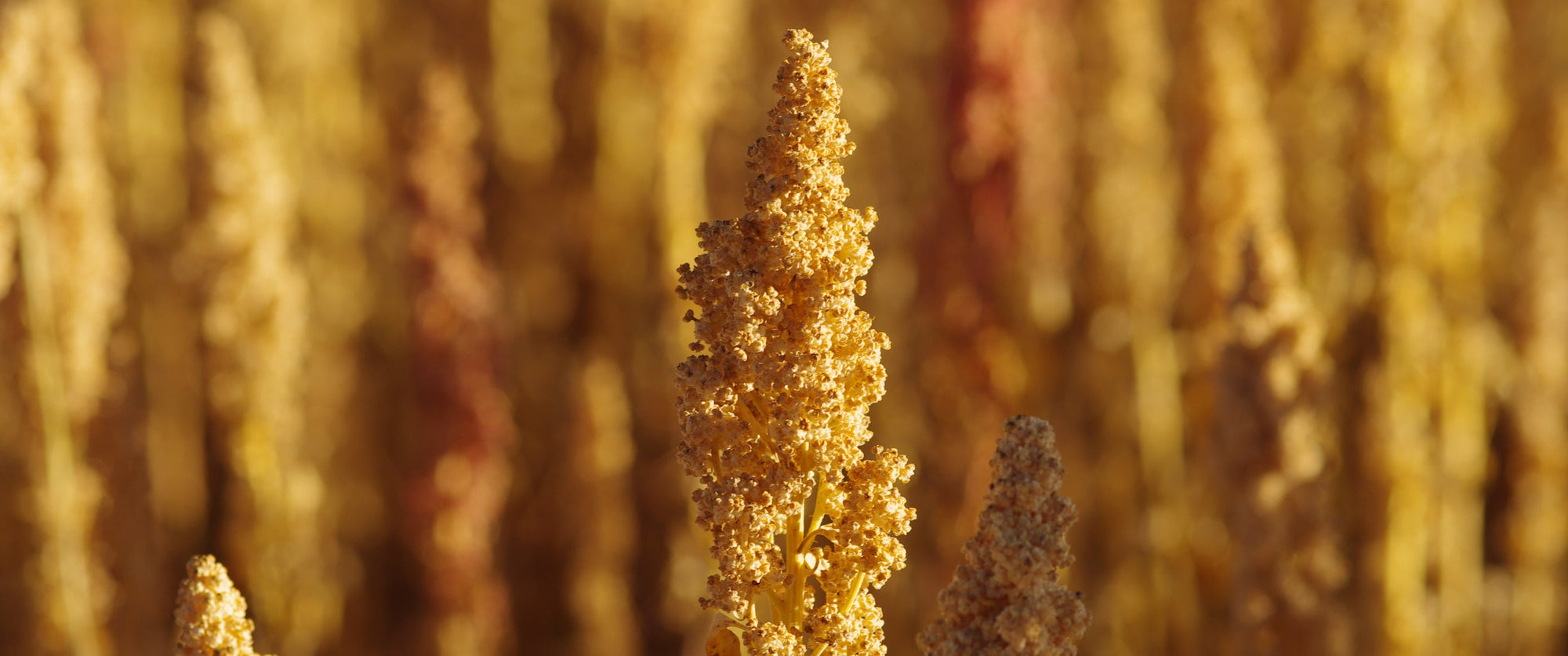 Quinoa: a precious grain