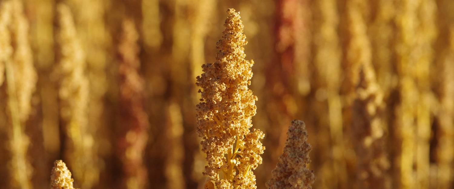 Quinoa: a precious grain